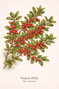 Yaupon Holly Botanical Print | Ilex vomitoria Naturalist Wall Art