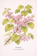 Redbud Botanical Print | Cercis canadensis Naturalist Wall Art