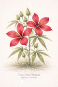 Texas Star Hibiscus Botanical Print | Coastal Wetland Flower Wall Art