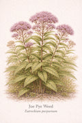 Illustration of Joe Pye Weed plant with pink flowers on a beige background