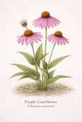 Illustration of a Purple Coneflower on a light background