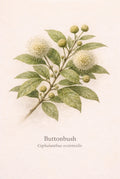 Botanical illustration of a buttonbush plant on a beige background