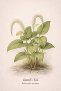 Illustration of a plant labeled 'Lizard's Tail' on a textured beige background