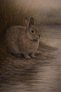 Marsh Rabbit Print | Lowcountry Naturalist Wildlife Wall Art