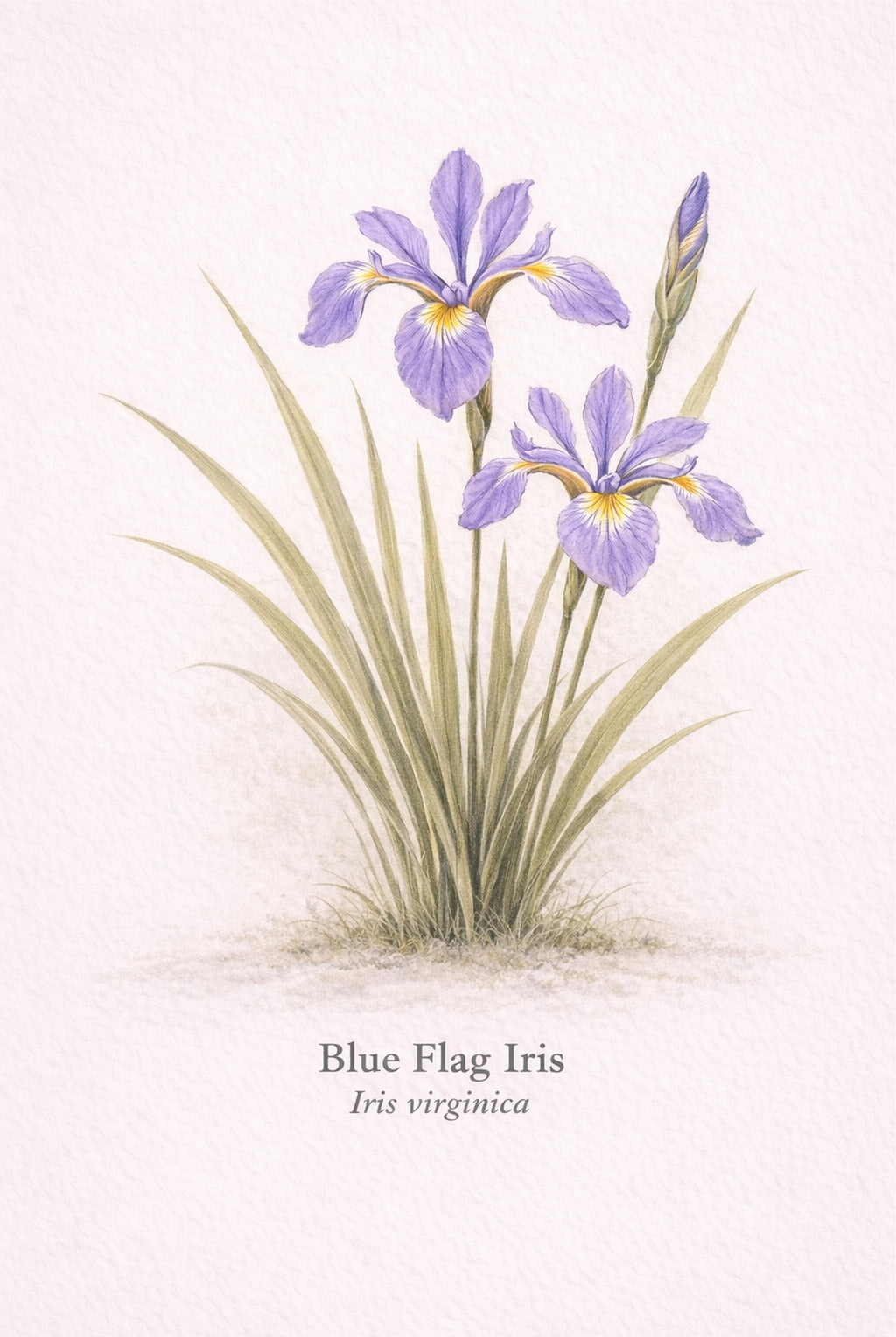 Illustration of Blue Flag Iris with scientific name on a light background