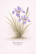 Illustration of Blue Flag Iris with scientific name on a light background