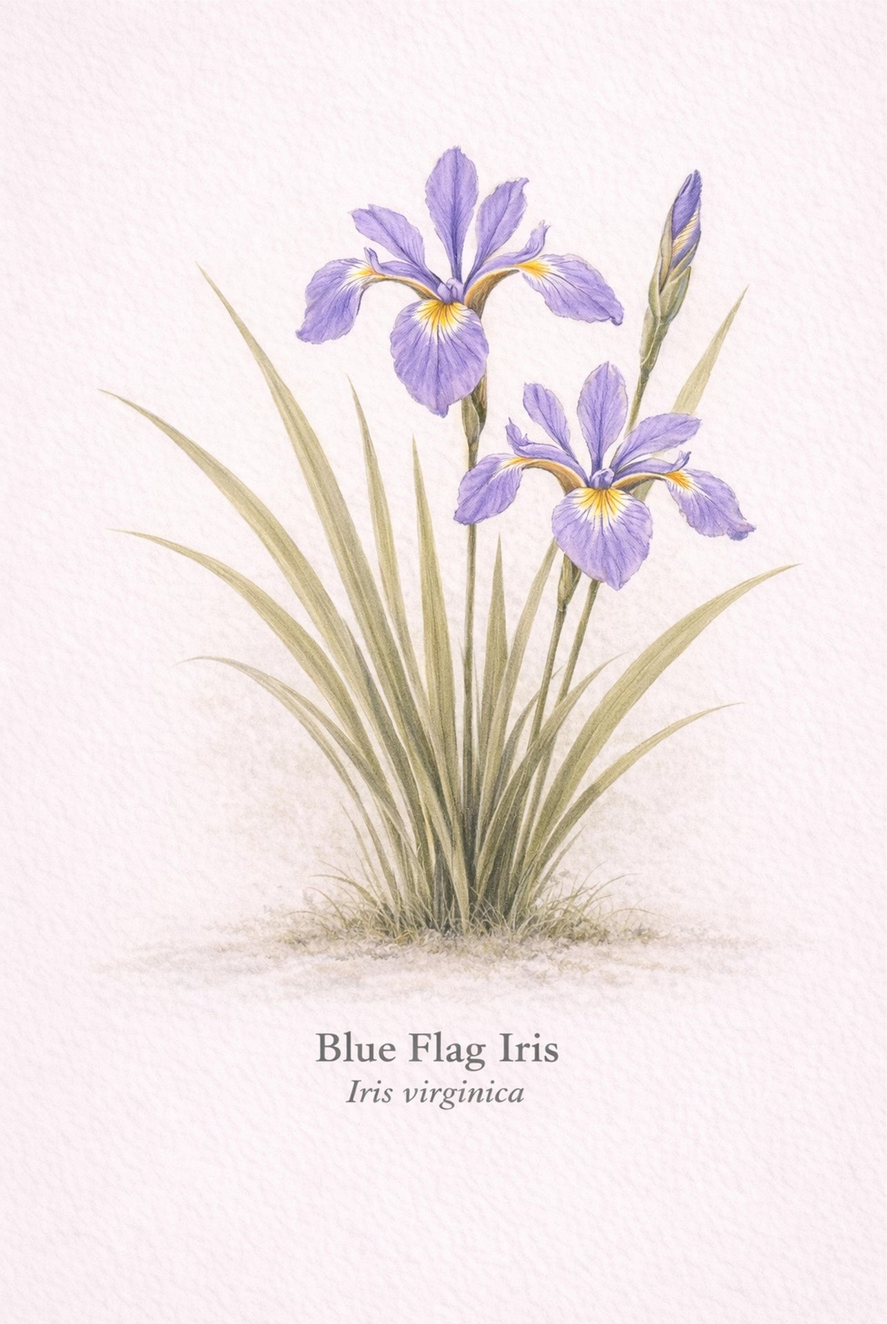 Blue Flag Iris Botanical Print | Iris virginica Wetland Flower Wall Art