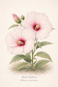 Illustration of a Rose Mallow plant with two pink flowers and green leaves on a beige background.