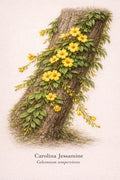 Carolina Jessamine Botanical Print | Gelsemium sempervirens Naturalist Wall Art